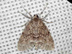 Pseudocoremia