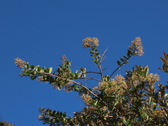Pentacalia theifolia