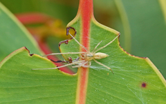 Cheiracanthium gracile