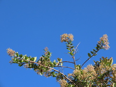 Pentacalia theifolia