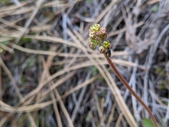 Micranthes occidentalis