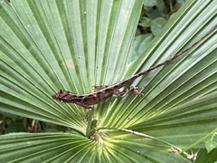Anolis lemurinus