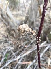 Senecio picridioides