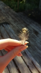 Ptilonorhynchus violaceus