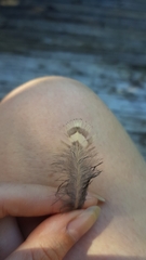 Ptilonorhynchus violaceus