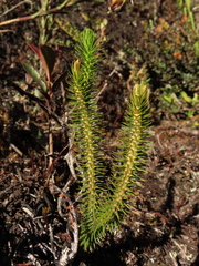 Phlegmariurus