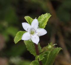 Myoporum oppositifolium