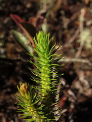 Phlegmariurus