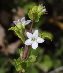 Myoporum oppositifolium