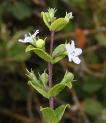 Myoporum oppositifolium
