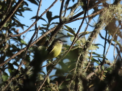 Phyllomyias nigrocapillus