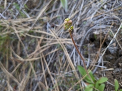 Micranthes occidentalis