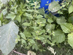 Bothriospermum zeylanicum