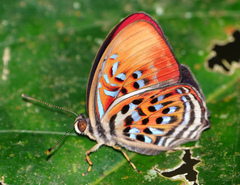 Paralaxita telesia