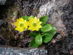 Oxygraphis glacialis