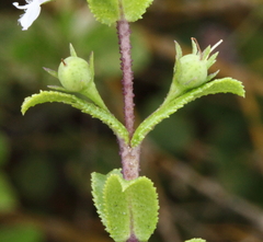 Myoporum oppositifolium
