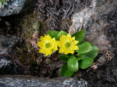 Oxygraphis glacialis