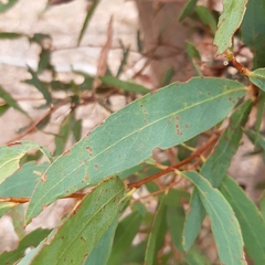 Eucalyptus radiata
