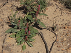 Phytolacca bogotensis