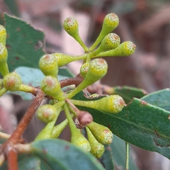 Eucalyptus radiata