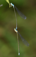 Stenagrion dubium