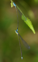 Stenagrion dubium