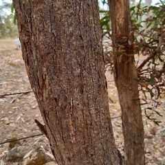 Eucalyptus radiata