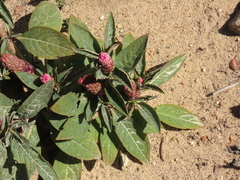 Phytolacca bogotensis