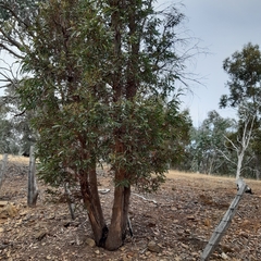 Eucalyptus radiata
