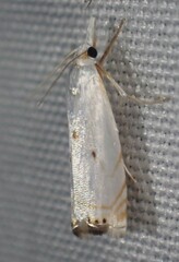 Microcrambus biguttellus