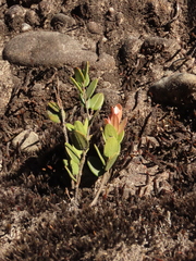 Plutarchia guascensis