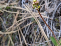Micranthes occidentalis
