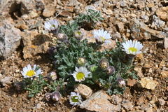 Erigeron vagus