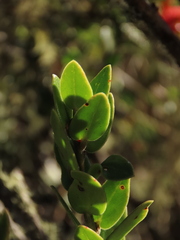 Plutarchia guascensis