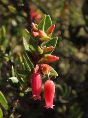 Plutarchia guascensis