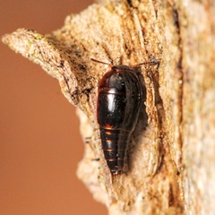 Tachyporinae