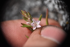 Polygonum spergulariiforme