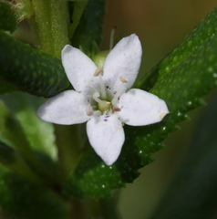 Myoporum oppositifolium