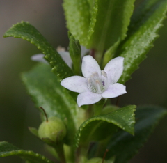 Myoporum oppositifolium