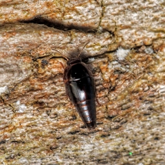 Tachyporinae