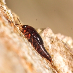 Tachyporinae