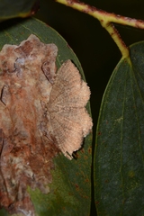 Chrysolarentia