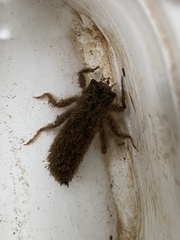 Cordulegaster dorsalis