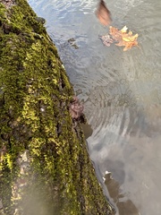 Syntrichia papillosa