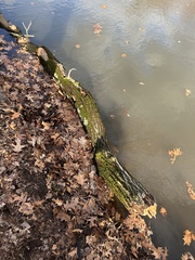 Syntrichia papillosa