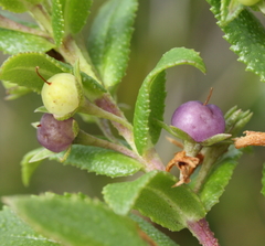 Myoporum oppositifolium