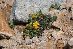 Packera werneriifolia