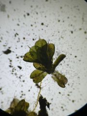 Syntrichia papillosa