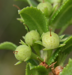 Myoporum oppositifolium