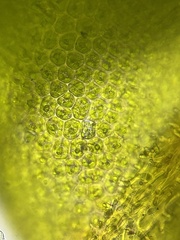 Syntrichia papillosa